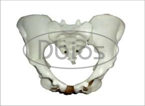 Female Pelvis Model