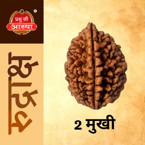 2 Mukhi Rudraksha