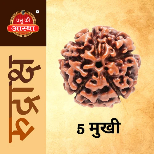 5 Mukhi Rudraksha