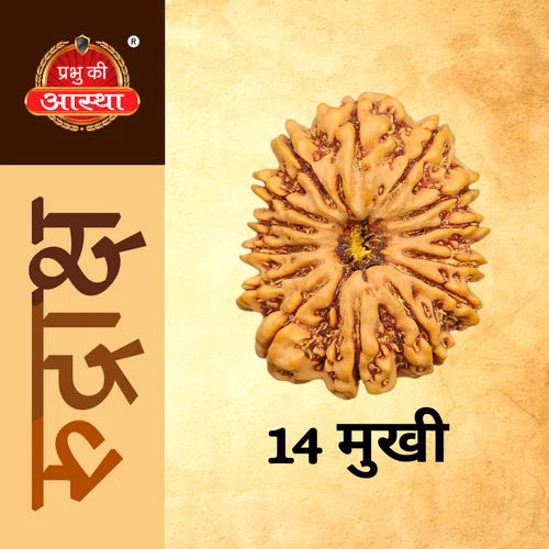 14 Mukhi Rudraksha - Material: Wood