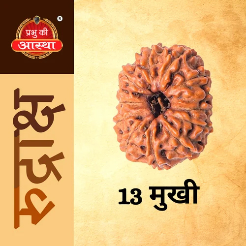 13 Mukhi Rudraksha