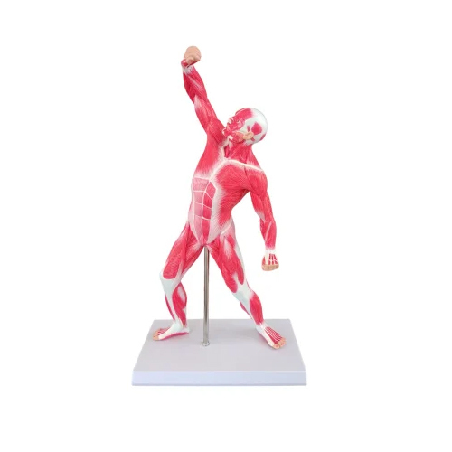 50 Cms Mini Whole Body Muscled Man Model