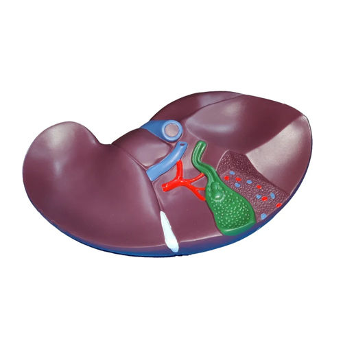 Human Liver Model - Color: Multi Colour