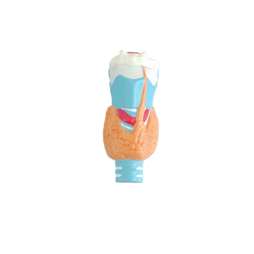 Human Thyroid Model