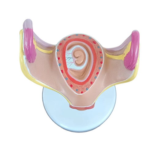 Development Process Of a Fetus
