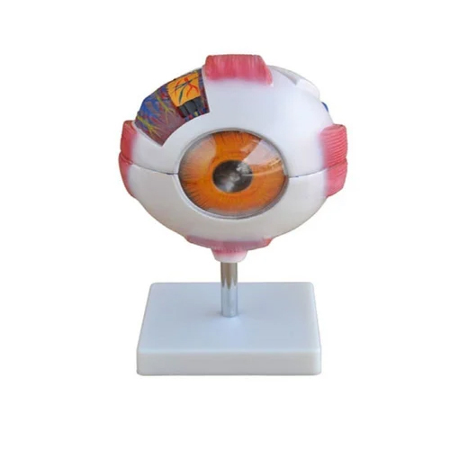 Gaint Eye Model