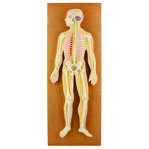 Human Nervous system Model