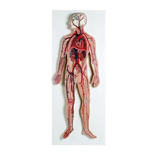 Human Circulatory System