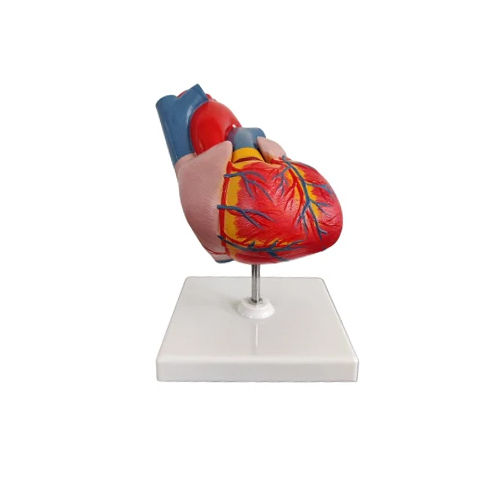 Life Size Heart Model - Color: Multi Colour