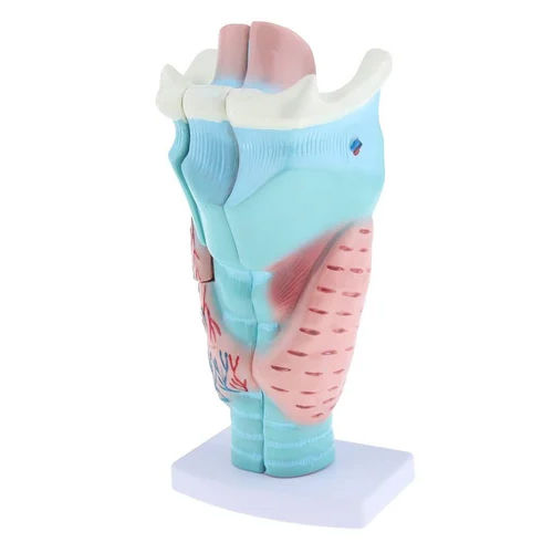 Magnified Human Larynx Model - Color: Multi Colour