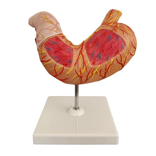 Human Stomach Model - Color: Multi Colour