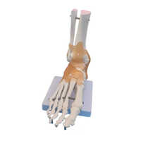 Human Foot Joint Model - Color: Multi Colour