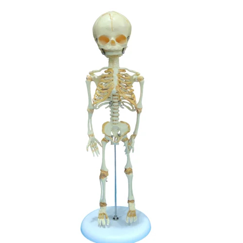 Fetal body Model