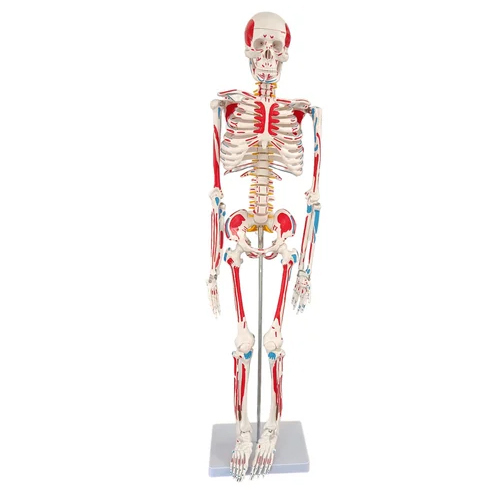 85 Cms Painted  Model