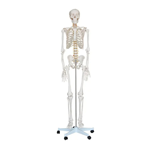 Human Ske leton Male Life Size Articulated Model