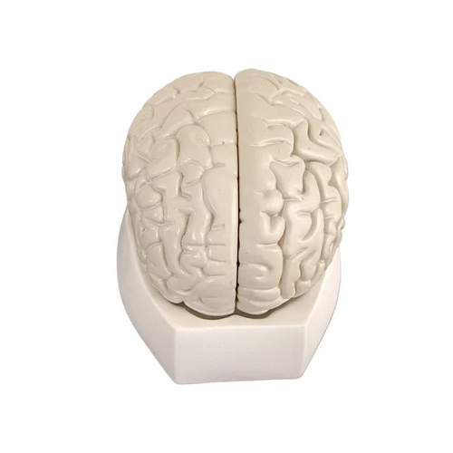 Human Brain With Arteries 8 Parts Model