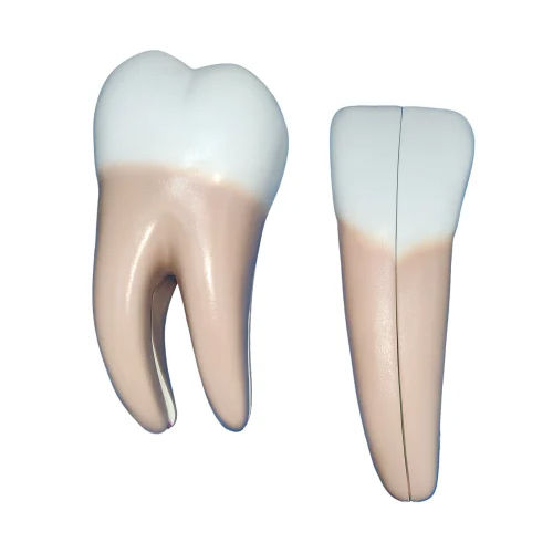 Gum Teeth Model - Color: White And Brown