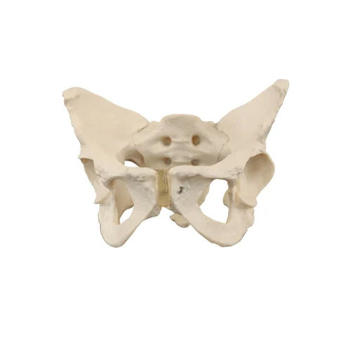 Female Pelvis Model - Color: Cream