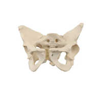 Female Pelvis Model - High-quality Pvc, Standard Size, Cream Color | Ideal For Medical Training And Skill Labs