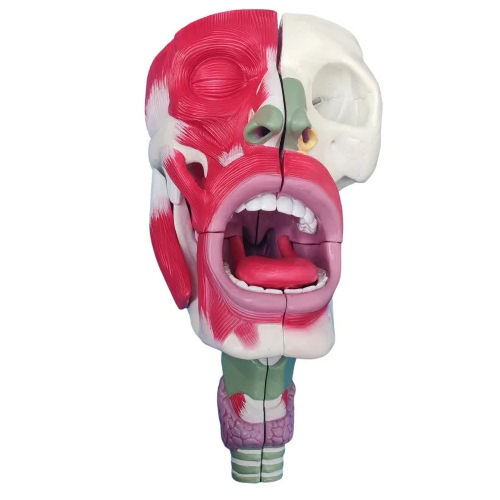 Decomposed Model Of Nose Mouth And Throat Cavity - Color: Multi Colour