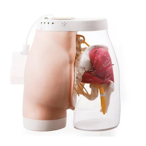 Advance Buttock Simulator