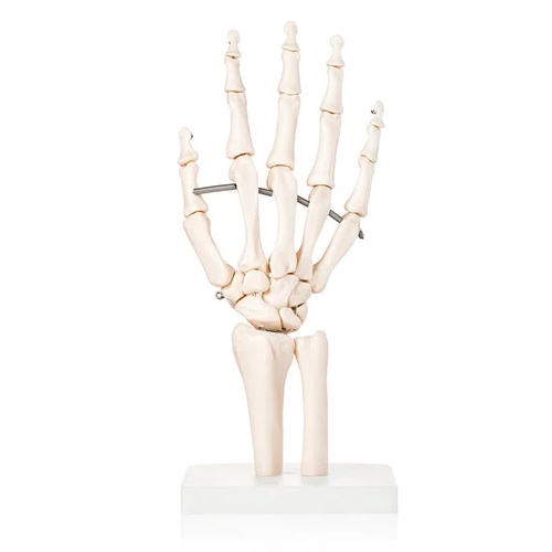 Hand Joint Model
