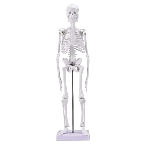 85 CMS S keleton Model
