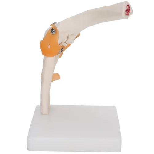 Elbow Joint Model With Ligaments