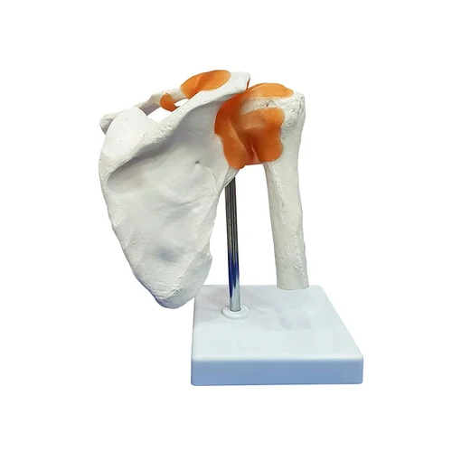 Shoulder Joints Model With Ligaments