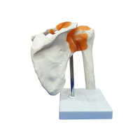 Shoulder Joints Model With Ligaments - Color: Multi Colour