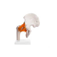 Hip Joint Model - High-quality Pvc, Multi-coloured, Manual Operation | Ideal For Training, Ligaments Included, Demonstrates Range Of Motion