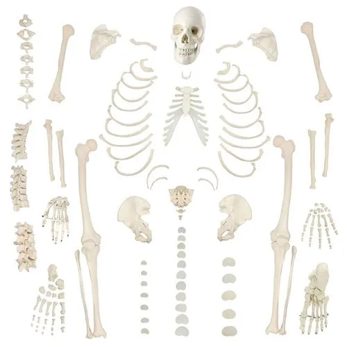 Dis Articulated Human Bone Set For Medical Students