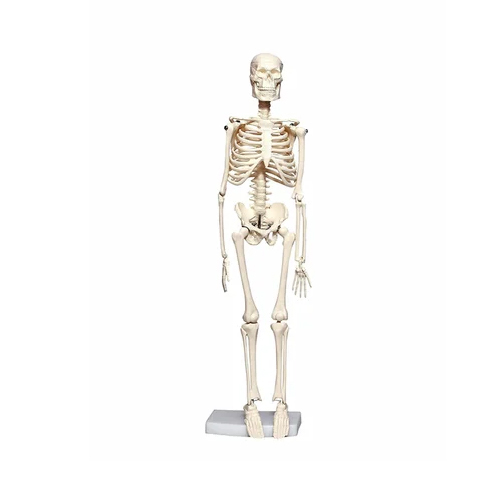 42cm Mini Human S keleton Model