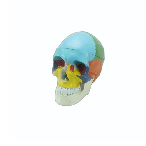 Coloured Adult Skull