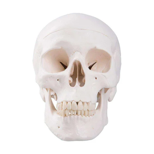 Adult Skull For Medical Student