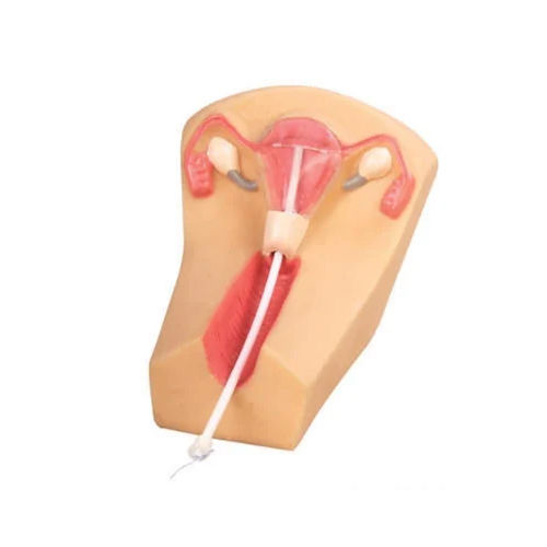 Iud Training Model - Color: Skin Colour