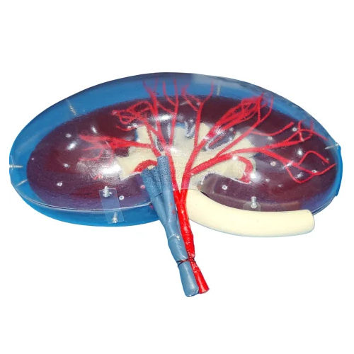 Transparent Kidney Model - Color: Multi Colour