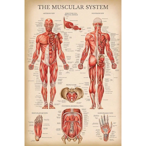 Anatomical Model Chart - Color: Multi Colour