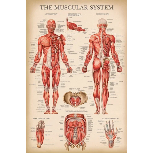 Anatomical Model Chart