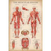 Anatomical Model Chart - High-quality Plastic, Various Sizes Available, Multi-colour Options | Ideal For Training And Skill Labs