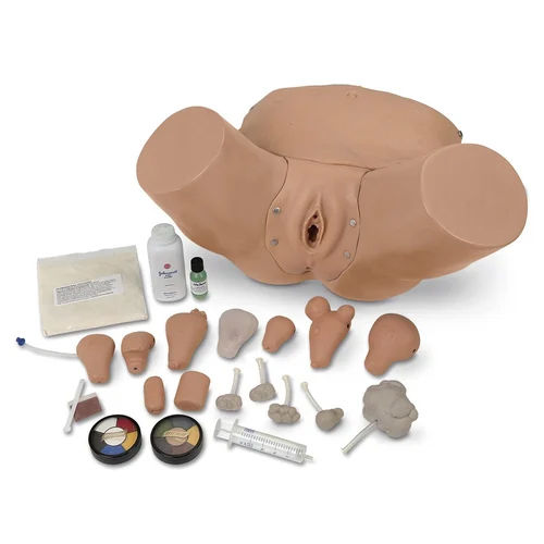 Advanced Gynaecological Training Simulator - Color: Multi Colour