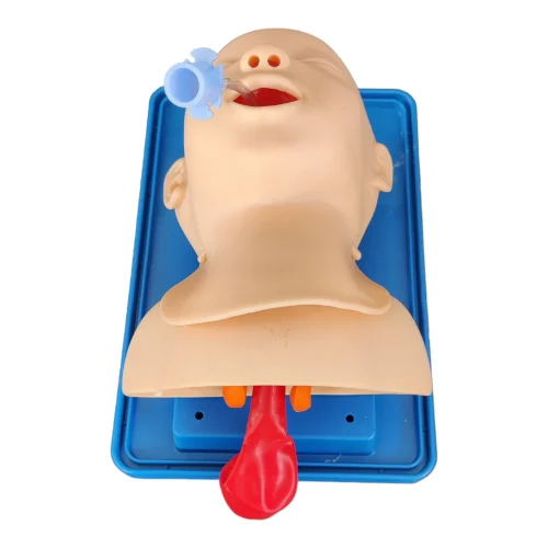 Infant Trachea Intubation Model