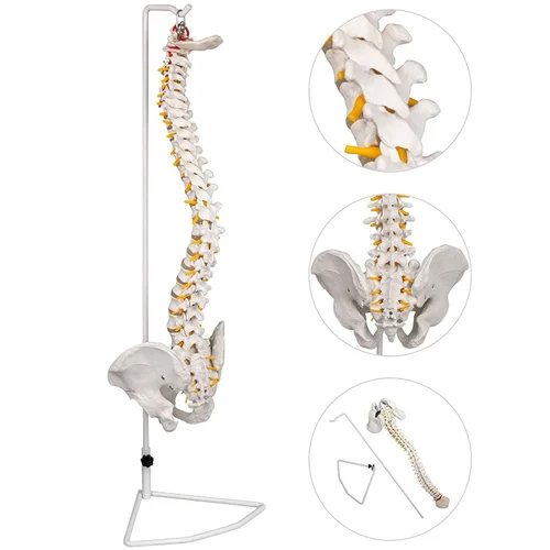 Life Size Spine With Pelvis And Femur Heads