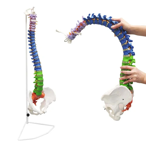 Skeleton Model