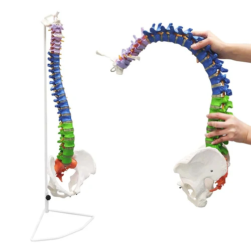 Life Size Coloured Spine