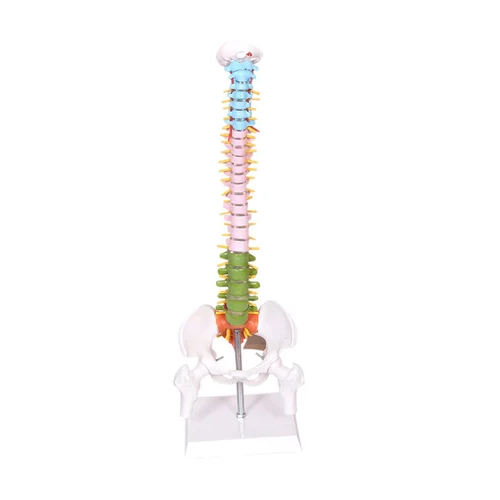 Mini Colored Spine Model - Color: Multi Colour