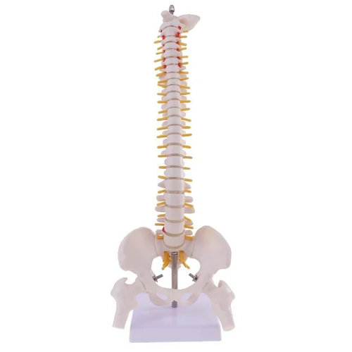 Mini Spine Model