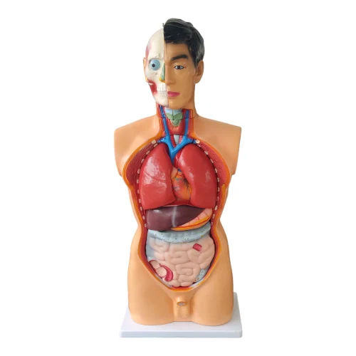 85 Cms Unisex Torso Model - Color: Multi Colour