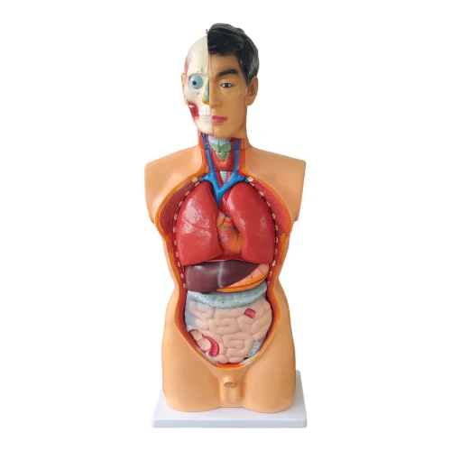 85 Cms Unisex Torso Model