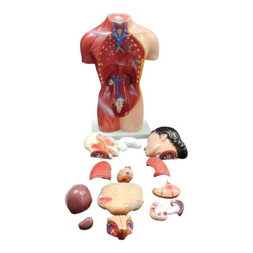 50 Cms Mini Torso Model - Color: Multi Colour